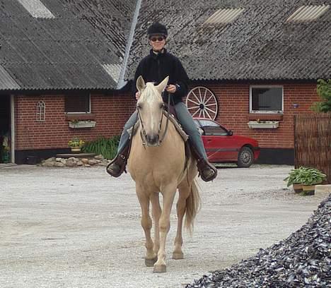 Dansk Varmblod Jackpot - Så er vi klar til vores første ko time billede 3