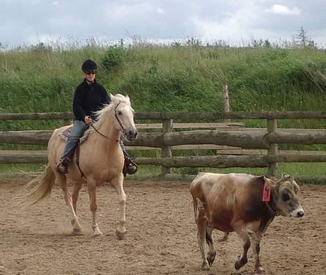 Dansk Varmblod Jackpot - Jeg lærer at flytte kalven billede 4