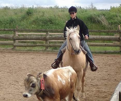 Dansk Varmblod Jackpot - hm det virker billede 5