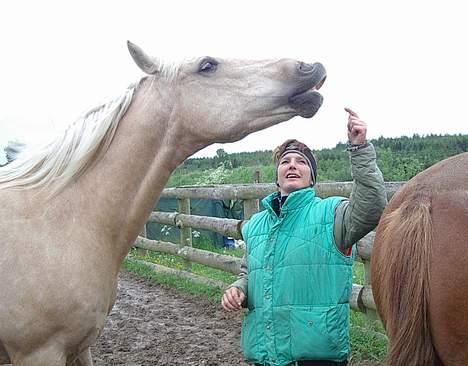 Dansk Varmblod Jackpot - Jackpot smiler til Mulle billede 6