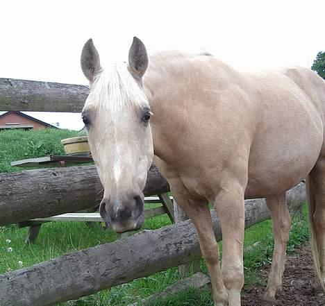 Dansk Varmblod Jackpot - hvad vil du nu? billede 7