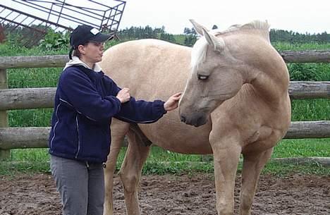 Dansk Varmblod Jackpot - søde søde billede 8
