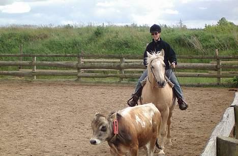 Dansk Varmblod Jackpot - Jackpot kan det hele - så han er den rigtige underviser her billede 9