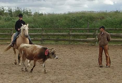 Dansk Varmblod Jackpot - Hm - ja det virker billede 11