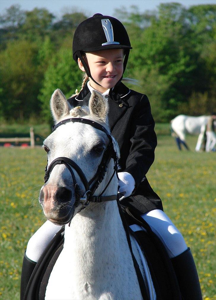 Welsh Mountain (sec A) Hedegårdens Prins -  Sofia (7 år) på Prins. billede 6