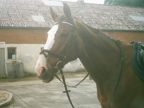 Dansk Varmblod Dilandi (RIP) Savner dig! - Stadig på vej ud og ride.... billede 7