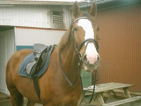 Dansk Varmblod Dilandi (RIP) Savner dig! - PÅ vej ud og ride :-) billede 8