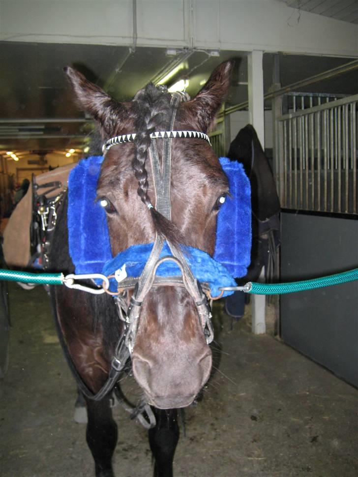 Koldblodstraver Garli Eld - Elden  billede 14