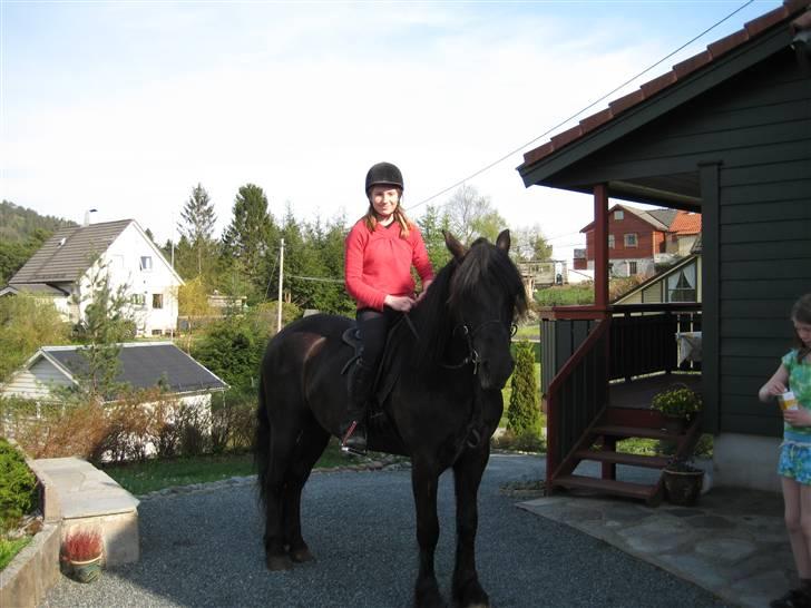 Koldblodstraver Garli Eld - Sukker klumpen! billede 15