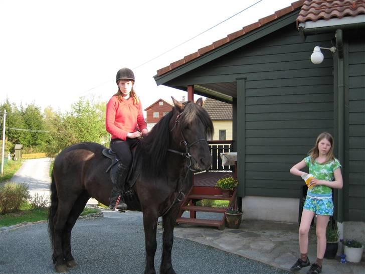 Koldblodstraver Garli Eld - Sukker klumpen billede 16