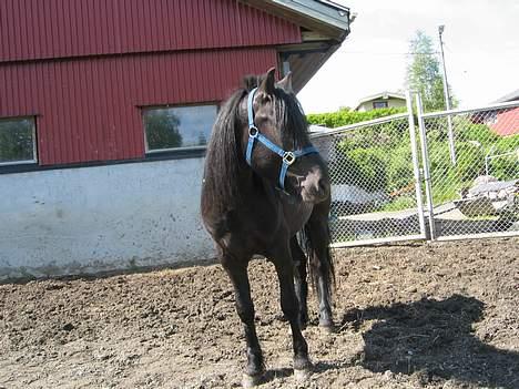 Koldblodstraver Garli Eld - Sweet heart! billede 17