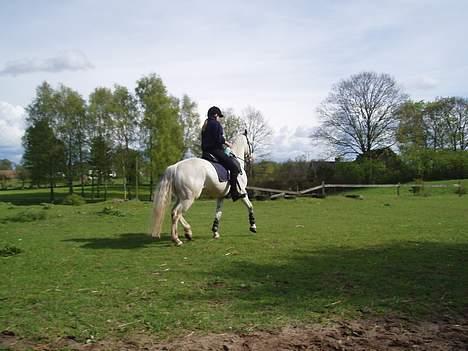 Connemara Conall (SOLGT) - Mounted Games billede 9