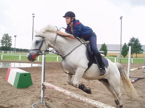 Connemara Conall (SOLGT) - NYT.. Spinger igen.. Fotograf : Catja-Mi billede 10