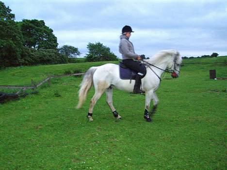 Connemara Conall (SOLGT) - Hvor er han rolig, ellers ikke noget der sker så tit..! billede 11