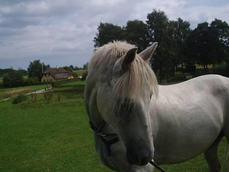 Connemara Conall (SOLGT) - Deejlig billede 12