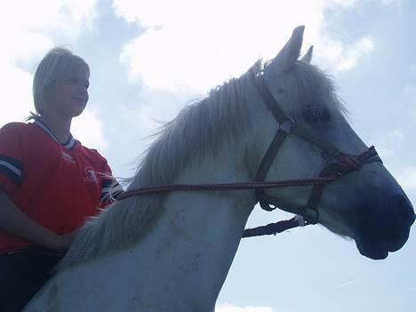 Connemara Conall (SOLGT) - Wraau.. Hvor er det et sejt billede:P Har lige fanget ham fra folden:) billede 13