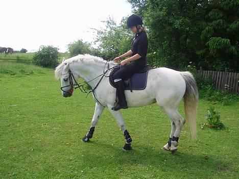 Connemara Conall (SOLGT) - Ved godt at mine fusser er for langt fremme, men det skiide svært i den sadel der.. Flat seatet springsaddel...:S billede 14