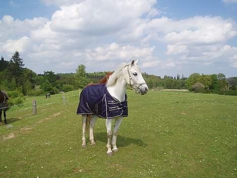 Connemara Conall (SOLGT) - Min egen lille charmetrold..:P billede 15