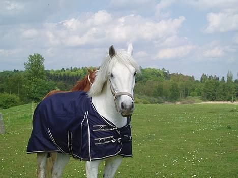 Connemara Conall (SOLGT) - Min Smukke Pony.... billede 16