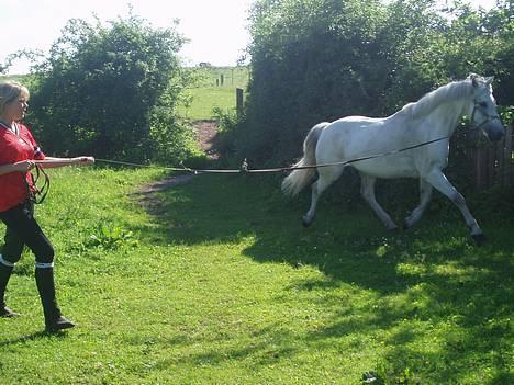 Connemara Conall (SOLGT) - Uhh.. Min lil´ hingst (Tror han selv, en gang i mellem) Griner.. billede 17