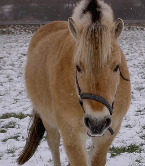 Fjordhest Lotte *død* billede 11