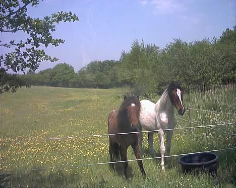 Islænder Bersi af Kransmose solgt - Bersi og hans nye Pinto ven.. begge hingste billede 14