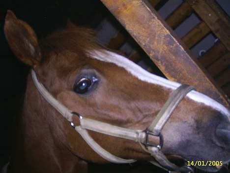 Sportsaraber (A) BeautY - Her havde jeg lige fået hende hjem på gården. . . billede 1