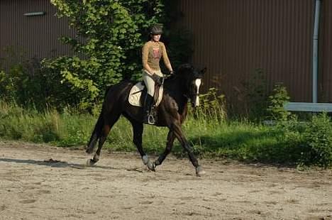 Dansk Varmblod Finesse - Sommeren 04. Finesse og jeg prøver at ride lidt dressur billede 2