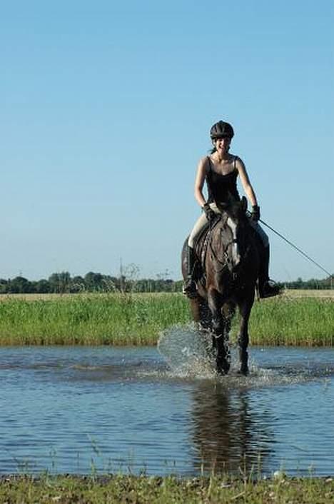 Dansk Varmblod Finesse - Billedet her har været brugt af Equipage. Min veninde som har taget billedet arbejdede for dem på det tidspunkt. Men nu arbejder hun for Magasinet Hest så dem må jeg hellere lige reklamere lidt for også:) billede 6