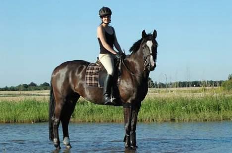 Dansk Varmblod Finesse - Igen et billede fra "søen" som Linn Radsted også har taget af os. billede 7