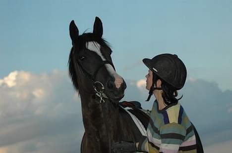 Dansk Varmblod Finesse - Efter træning. Foto af Linn Radsted billede 8