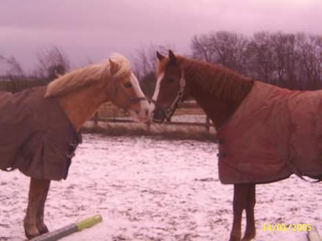 Sportsaraber (A) BeautY - Hehe NickY Og BeautY på ridebanen da hun KOM fordi de lige skulle hilse på hinanden. .!! :) billede 2