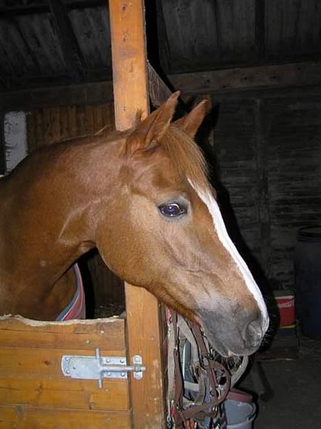 Sportsaraber (A) BeautY - BeautY i BOX // Meget SmuK HUN ER. . .// billede 4