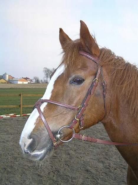 Sportsaraber (A) BeautY - PÅ ridebanen med hendes nye hovdetøj. . . BEAUTY er sku et NAVN der passer. . . billede 7