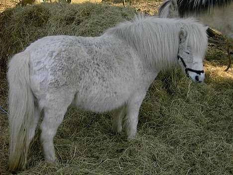 Shetlænder Fie billede 1