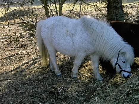 Shetlænder Fie billede 2
