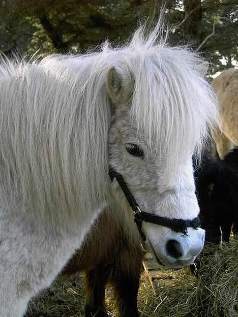 Shetlænder Fie billede 3