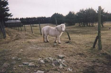 Shetlænder Fie billede 4