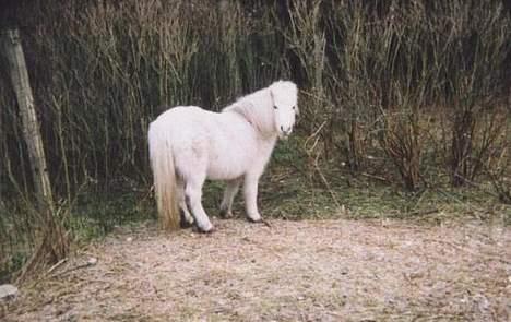 Shetlænder Fie billede 5