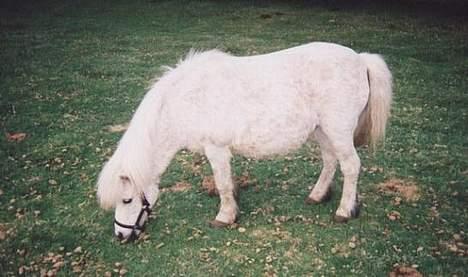 Shetlænder Fie billede 6