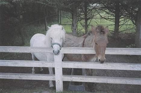 Shetlænder Fie billede 7