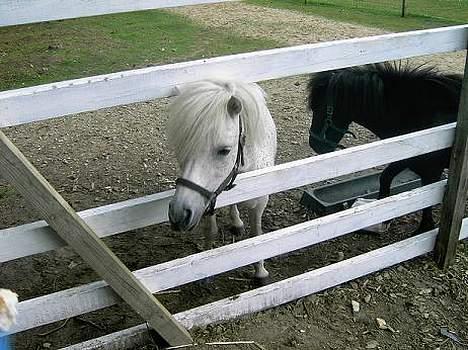 Shetlænder Fie billede 8