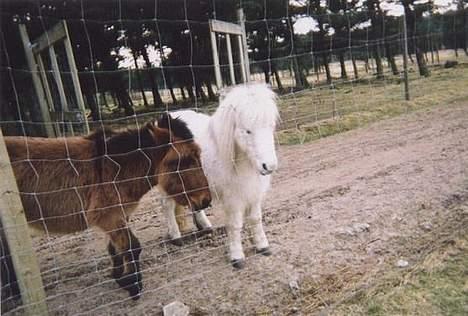 Shetlænder Fie billede 9