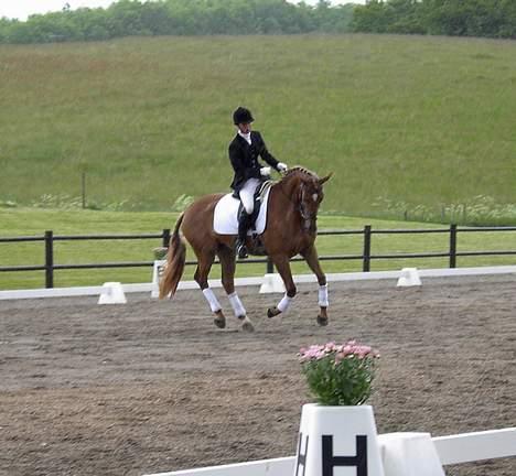 Dansk Varmblod Laura - DSA for 4 års heste - galop billede 9