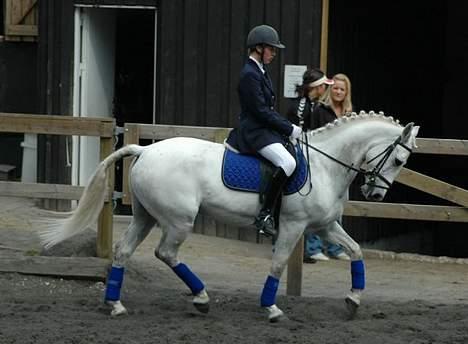 Irsk Sportspony Abbeytown Big Money*Solgt billede 11