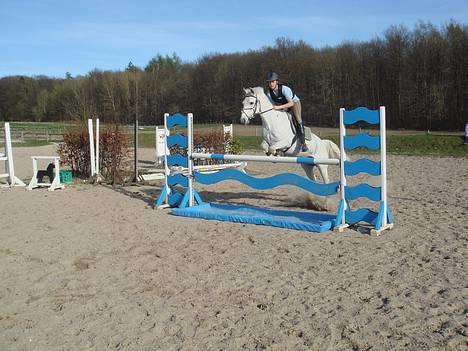 Irsk Sportspony Abbeytown Big Money*Solgt billede 12