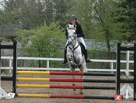 Irsk Sportspony Abbeytown Big Money*Solgt billede 13