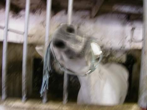 Irsk Sportspony Abbeytown Big Money*Solgt billede 14