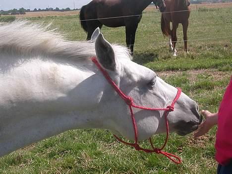 Irsk Sportspony Abbeytown Big Money*Solgt billede 15