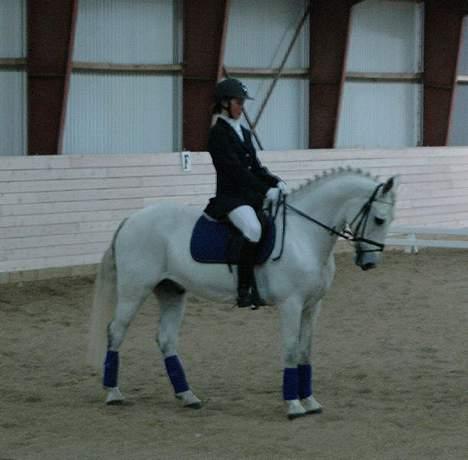 Irsk Sportspony Abbeytown Big Money*Solgt billede 16